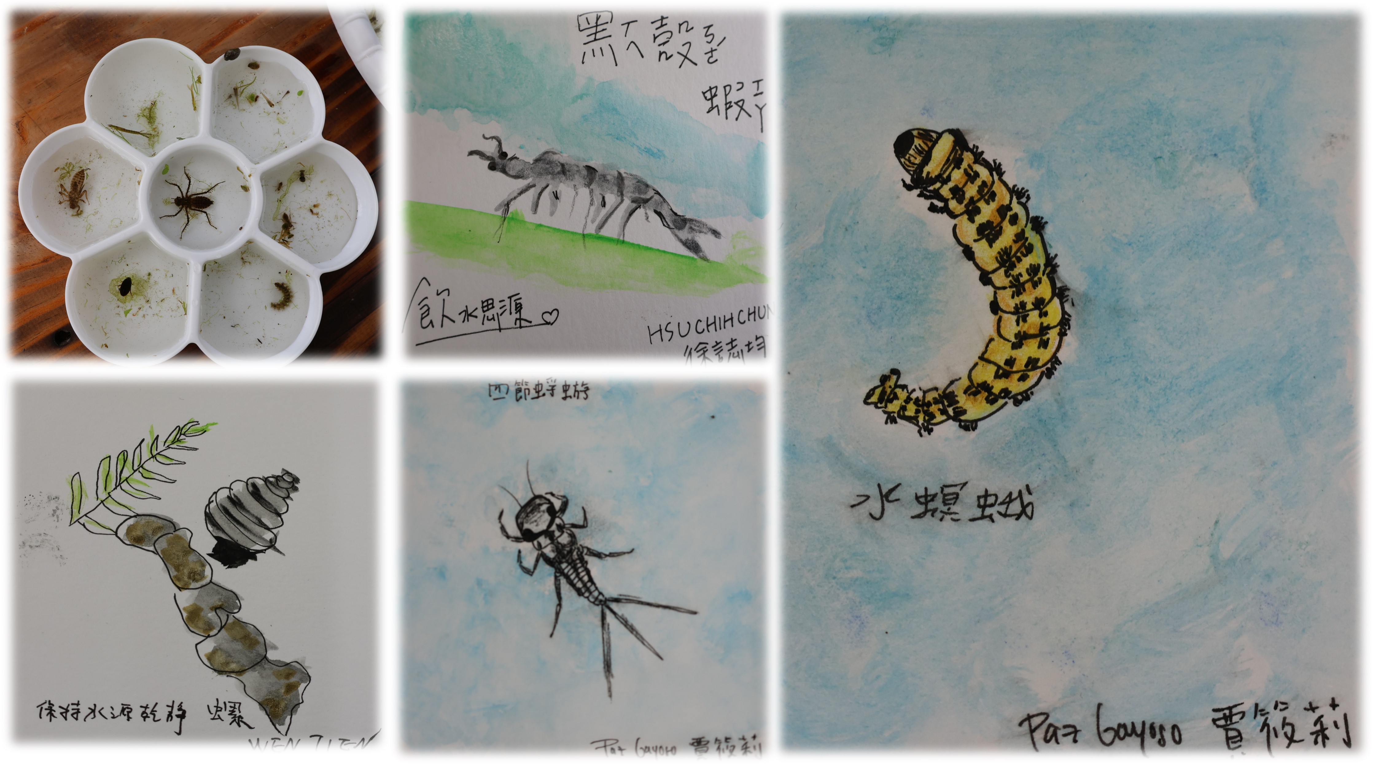 物種辨識與食物網建構