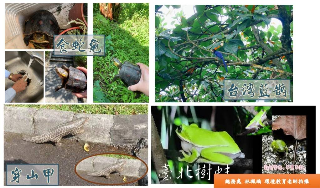 佛光大學校園保育類動物